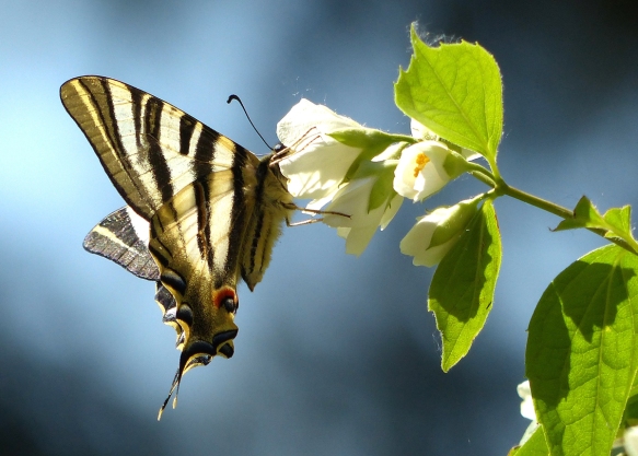 Iluminada por los rayos del atardecer, la mariposa nos deja ver  toda la belleza de su diseño mientras su espiritrompa alcanza el néctar de la flor de una celinda o filadelfo.