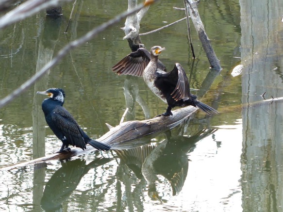El plumaje de los cormoranes es poco impermeable, por eso, cuando ya está muy mojados, necesitan extender sus alas para secarse.  El joven cormorán parece decidir un cambio de posición (mirando hacia el sol).  